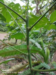 Cola gigantea