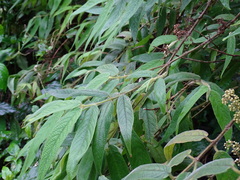 Callicarpa pilosissima