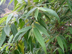 Callicarpa pilosissima