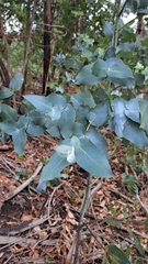 Eucalyptus cinerea