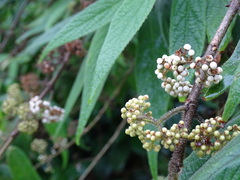 Callicarpa pilosissima