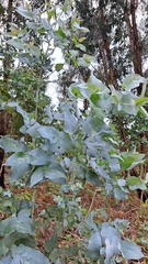 Eucalyptus cinerea