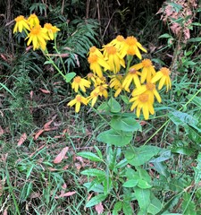 Senecio velleioides