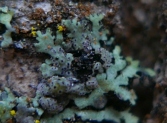 Lichenochora obscuroides