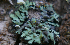 Lichenochora obscuroides