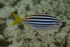 Atypichthys strigatus
