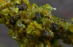 Xanthoriicola physciae