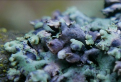 Lichenoconium erodens