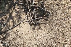 Pogonomyrmex californicus