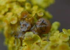 Lichenoconium xanthoriae