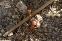 Pogonomyrmex californicus