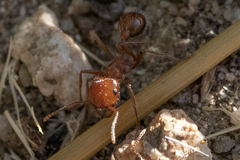 Pogonomyrmex californicus