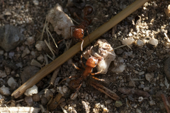Pogonomyrmex californicus