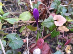 Crocus heuffelianus