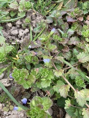 Glechoma hederacea