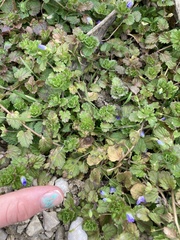 Glechoma hederacea