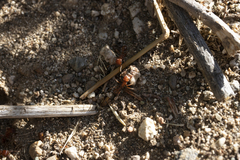 Pogonomyrmex californicus