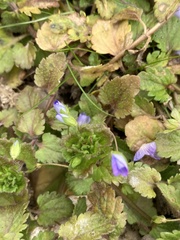 Glechoma hederacea