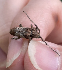 Pterolophia annulata