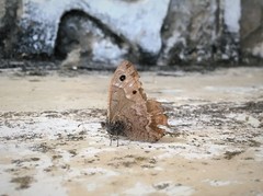 Hipparchia tamadabae