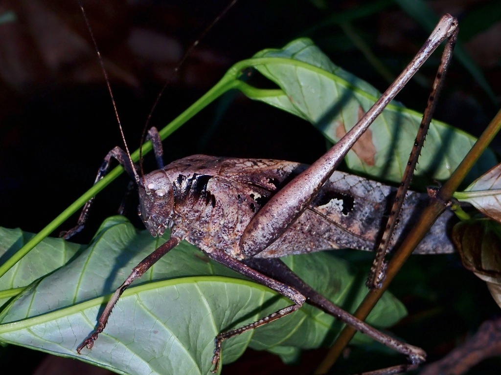 Mecopoda tenebrosa