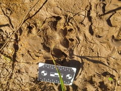 Canis familiaris