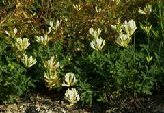 Astragalus albicaulis