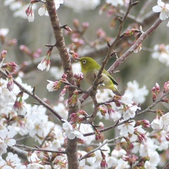 Zosterops japonicus insularis