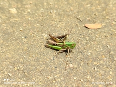 Spathosternum prasiniferum