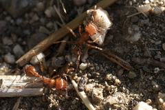Pogonomyrmex californicus