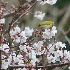 Zosterops japonicus insularis