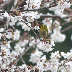 Zosterops japonicus insularis