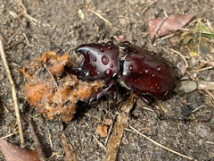 Xylotrupes
