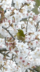 Zosterops japonicus insularis