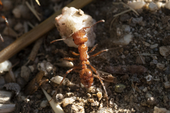 Pogonomyrmex californicus