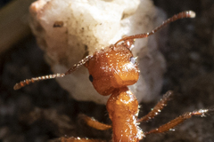 Pogonomyrmex californicus