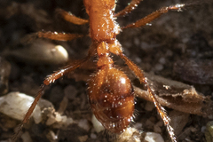 Pogonomyrmex californicus