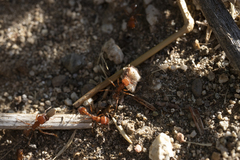Pogonomyrmex californicus