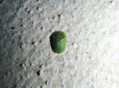 Cassida rubiginosa