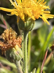 Heterotheca