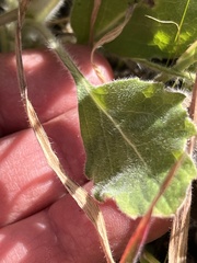 Heterotheca