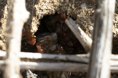 Pogonomyrmex californicus