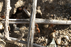 Pogonomyrmex californicus