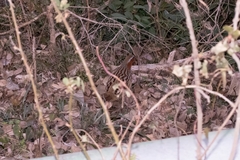 Bambusicola thoracicus