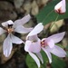 Drosera marchantii - Photo (c) QuestaGame, some rights reserved (CC BY-NC-ND), uploaded by QuestaGame