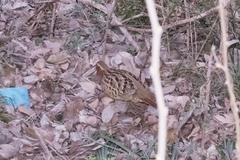 Bambusicola thoracicus