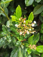 Viburnum tinus