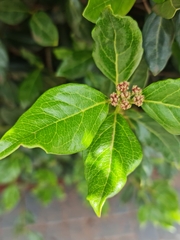 Viburnum tinus