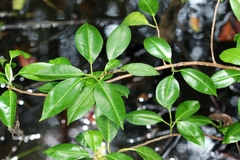 Excoecaria agallocha