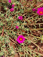 Portulaca grandiflora